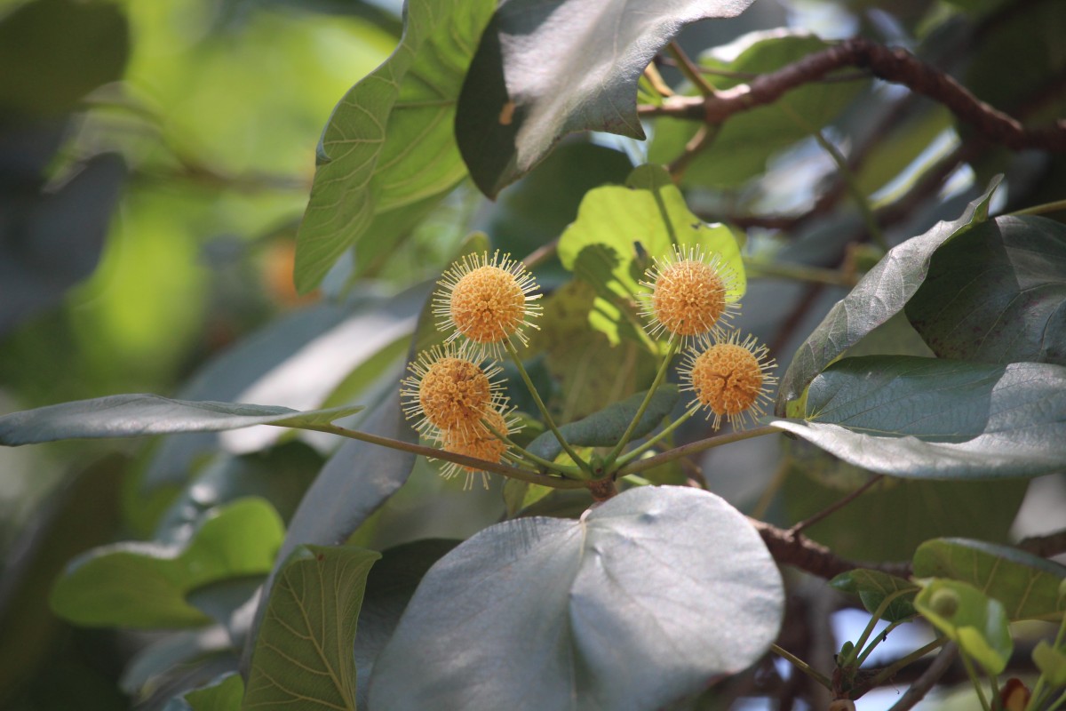 Adina cordifolia (Roxb.) Brandis